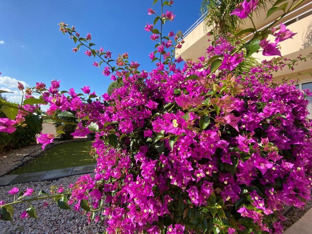 Nissi 3 View Holiday 2 Bedroom Apartment Αγία Νάπα Εξωτερικό φωτογραφία
